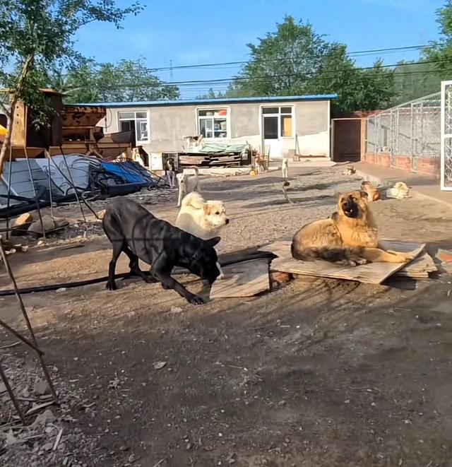 欧陆平台注册：河北狗王“长毛”在外网爆火，其主人回应