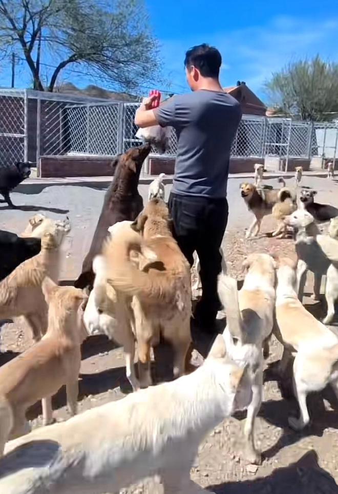 欧陆平台注册：河北狗王“长毛”在外网爆火，其主人回应